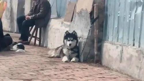 请驯服这只恶少